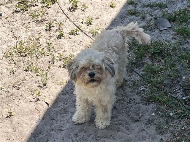 Enlarge JULES, a Adoptable Lhasa Apso in Fort Myers, FL image 1/1