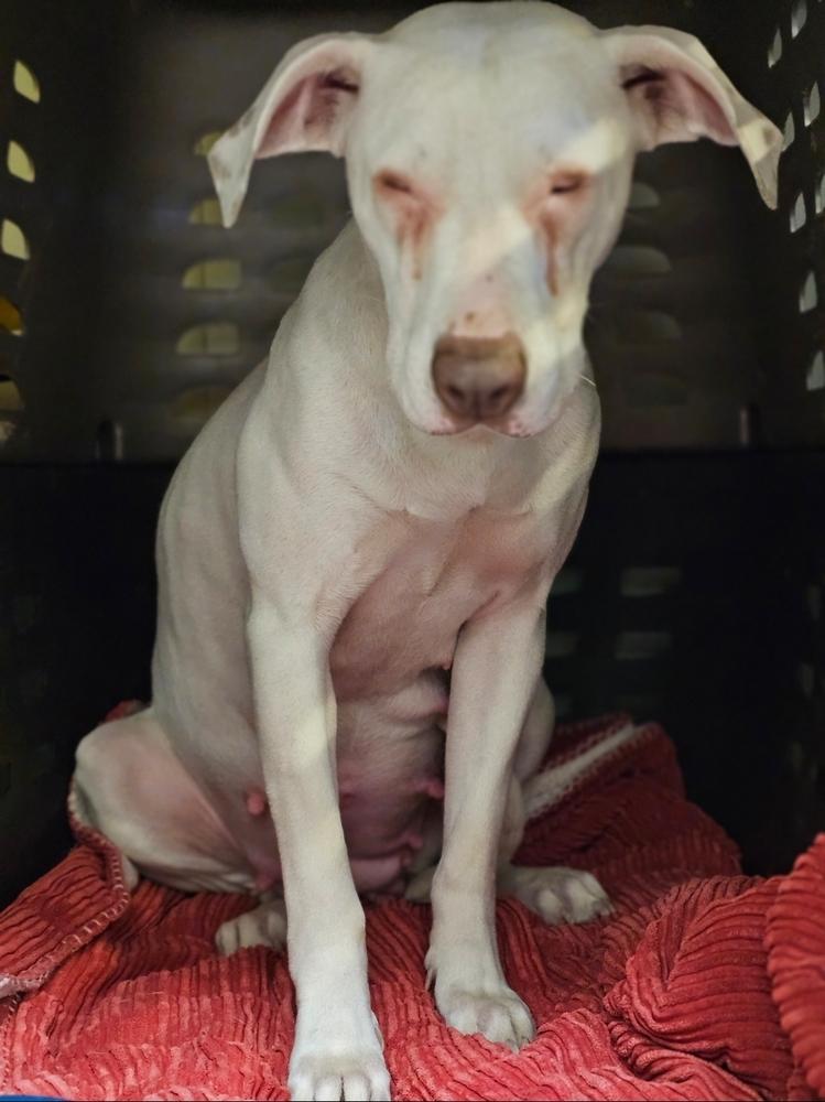 Grace, Adoptable, Adult Female Boxer & Pit Bull Terrier.