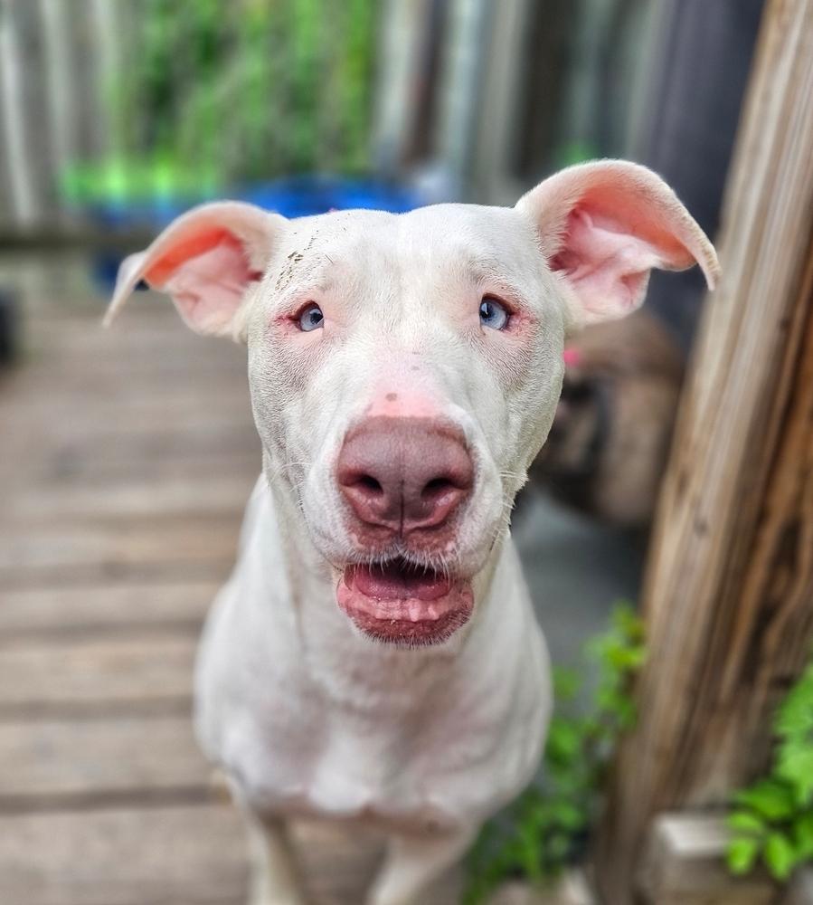 Enlarge Grace, a Adoptable mixed breed in Saginaw, MI image 2/5