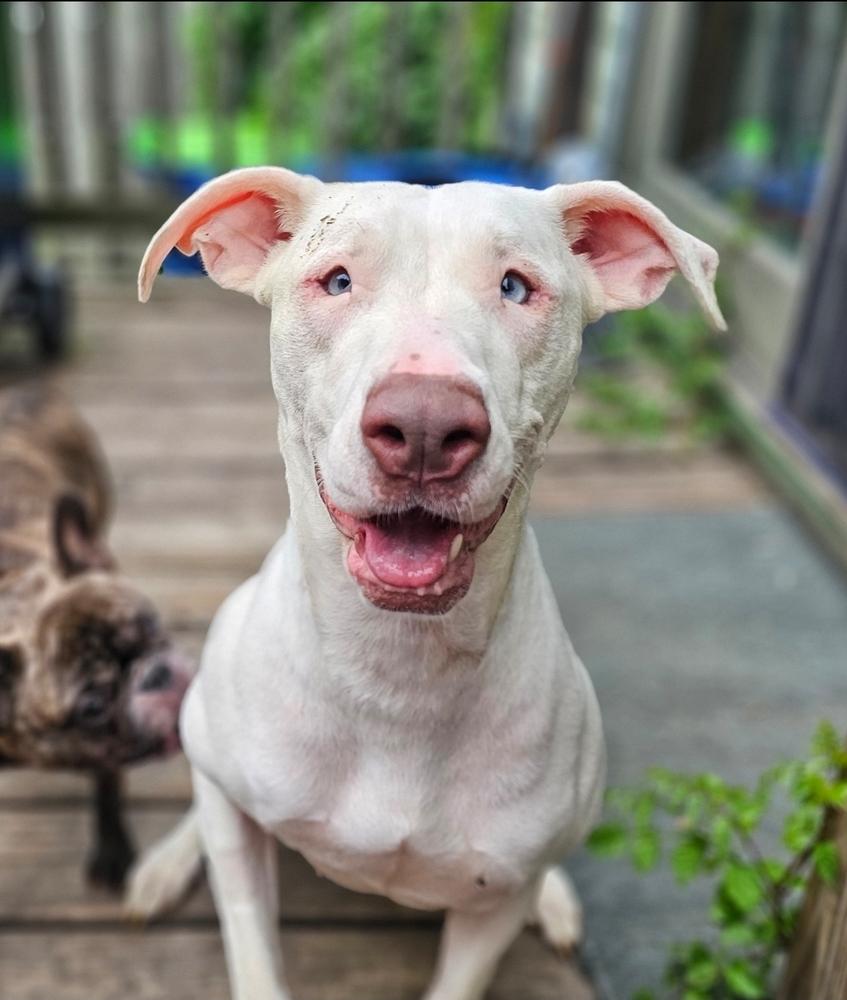 Enlarge Grace, a Adoptable mixed breed in Saginaw, MI image 3/5