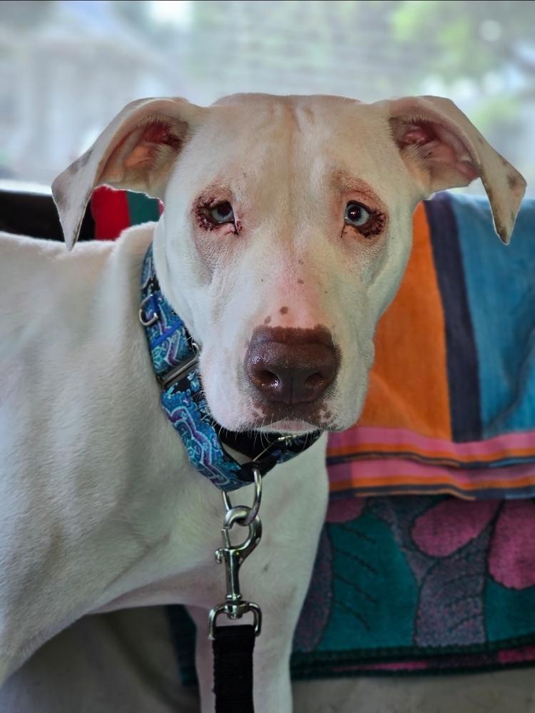 Enlarge Grace, a Adoptable mixed breed in Saginaw, MI image 4/5