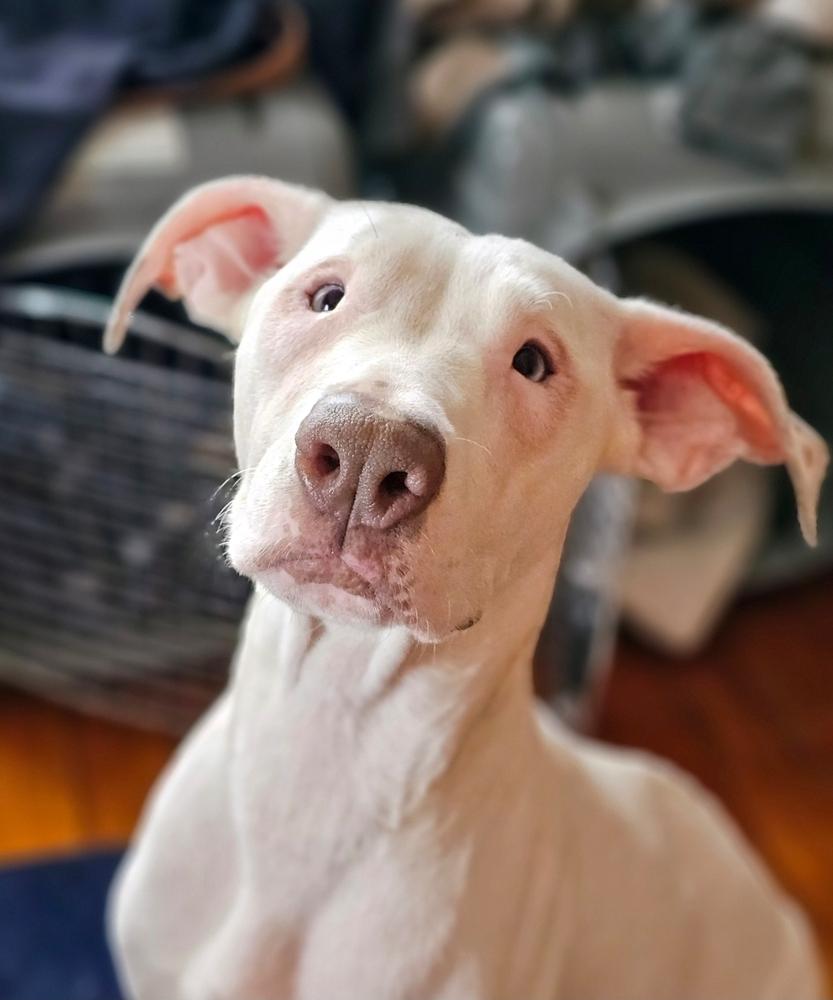 Enlarge Grace, a Adoptable mixed breed in Saginaw, MI image 5/5