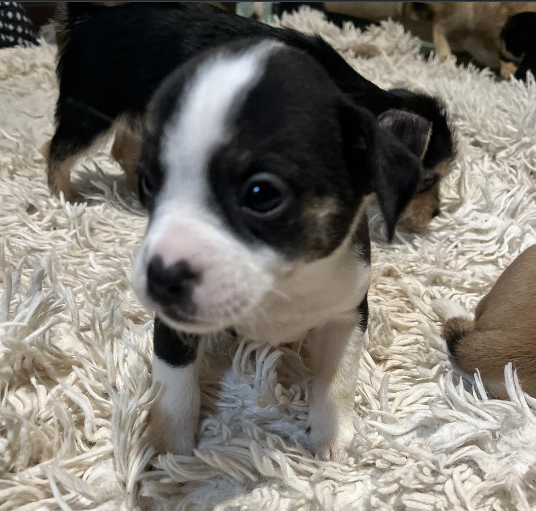 Bonnie — thumbnail 3