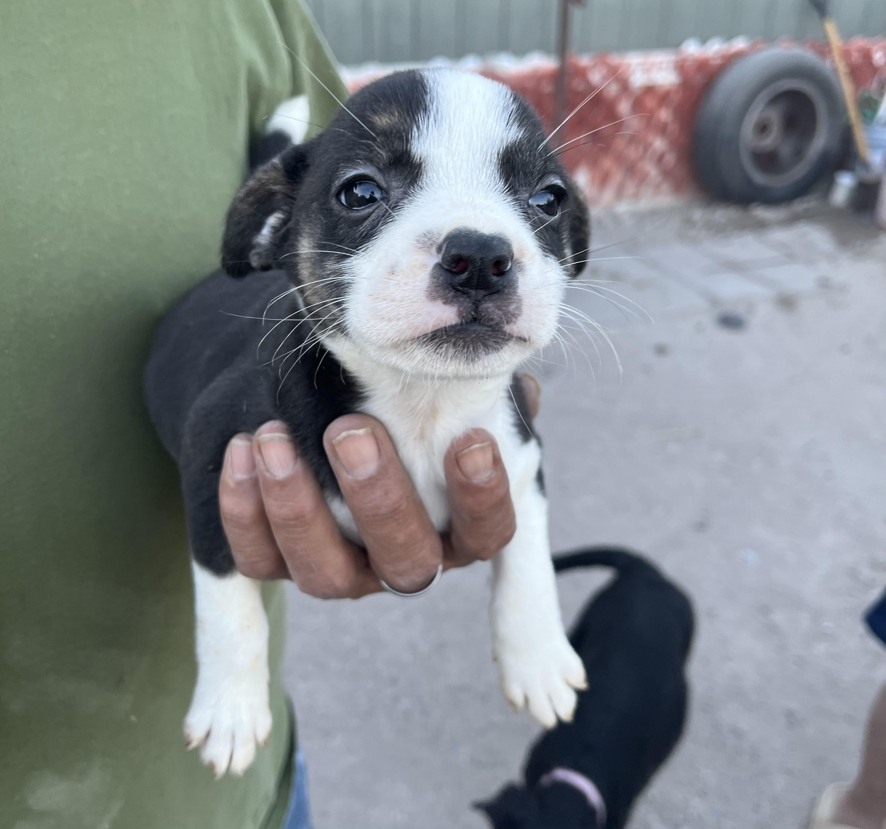 Bonnie — thumbnail 4