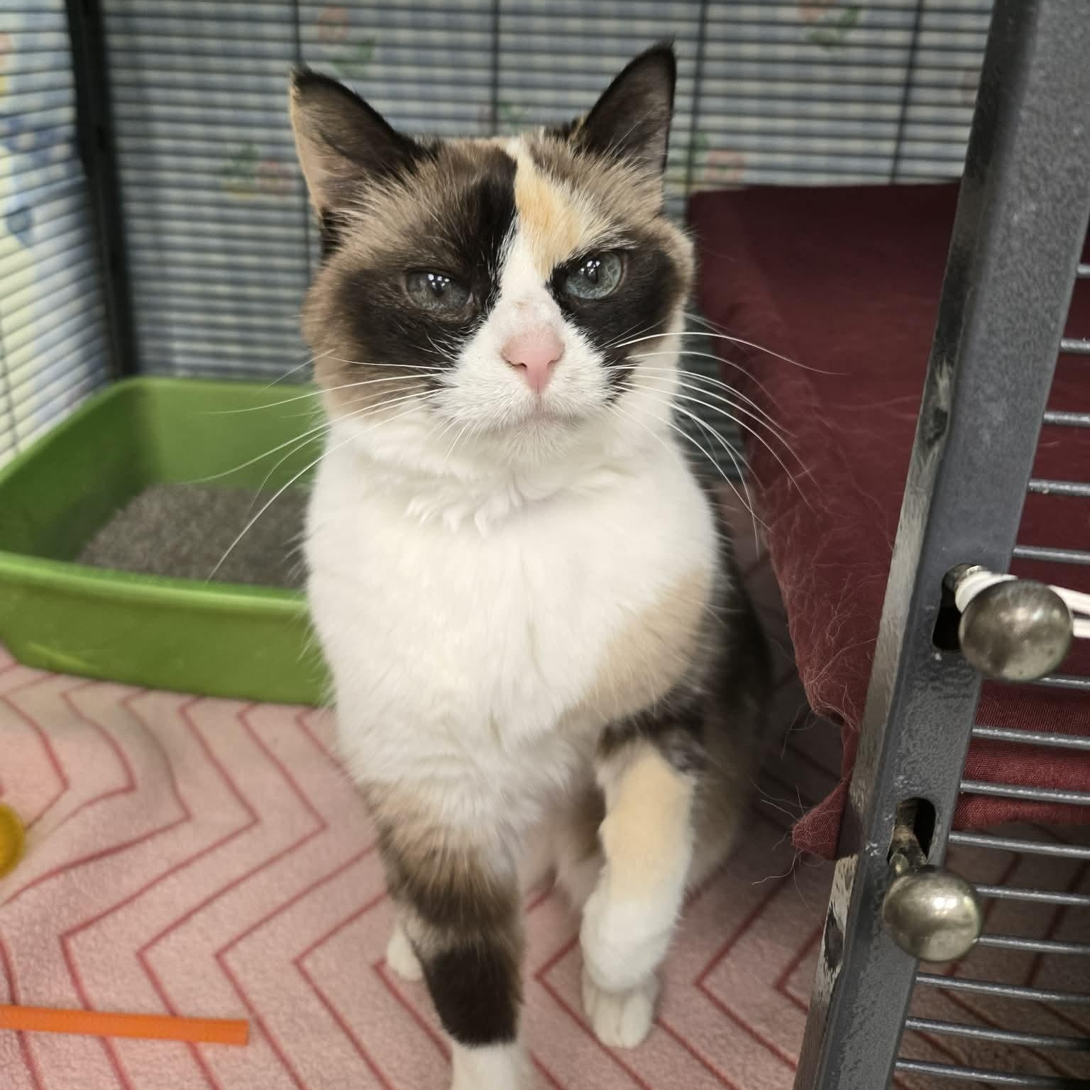 Applesauce, adopted, Senior Female Domestic Short Hair & Snowshoe.