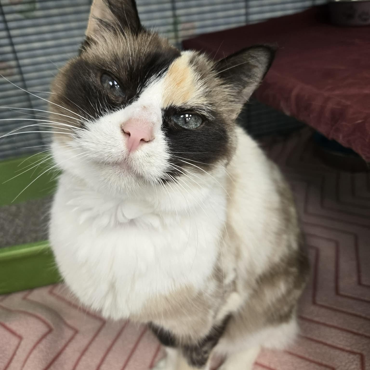 Enlarge Applesauce, an adopted mixed breed in Martinsville, IN image 2/3