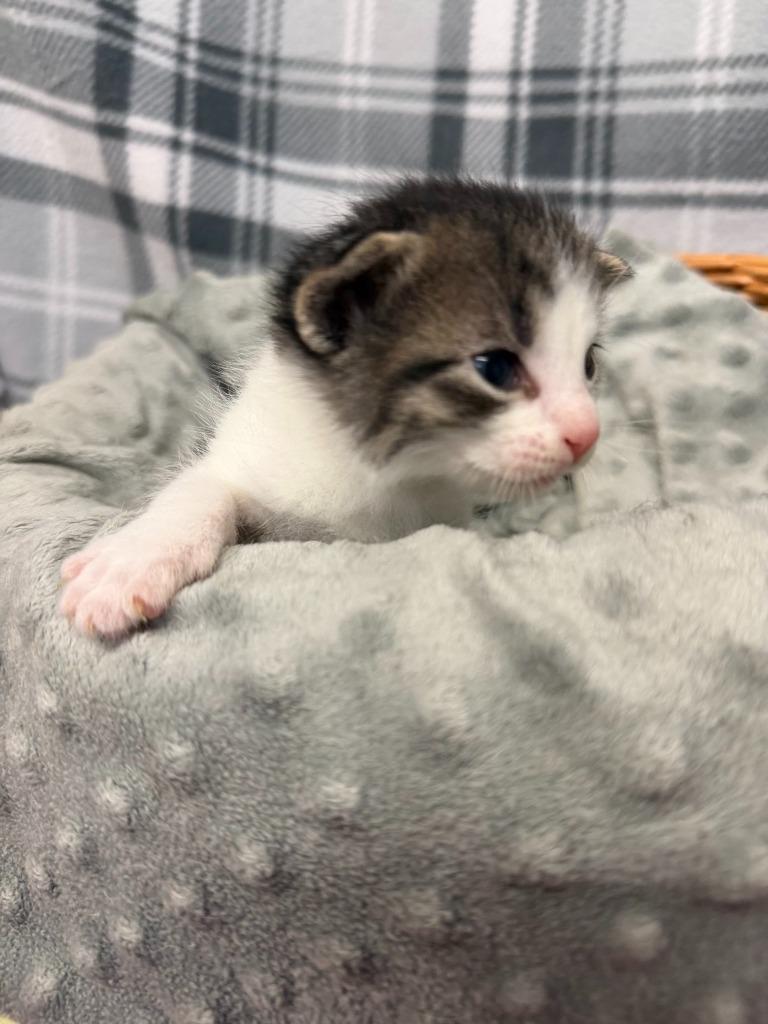 Enlarge SOX, a Adoptable mixed breed in Algona, IA image 2/2