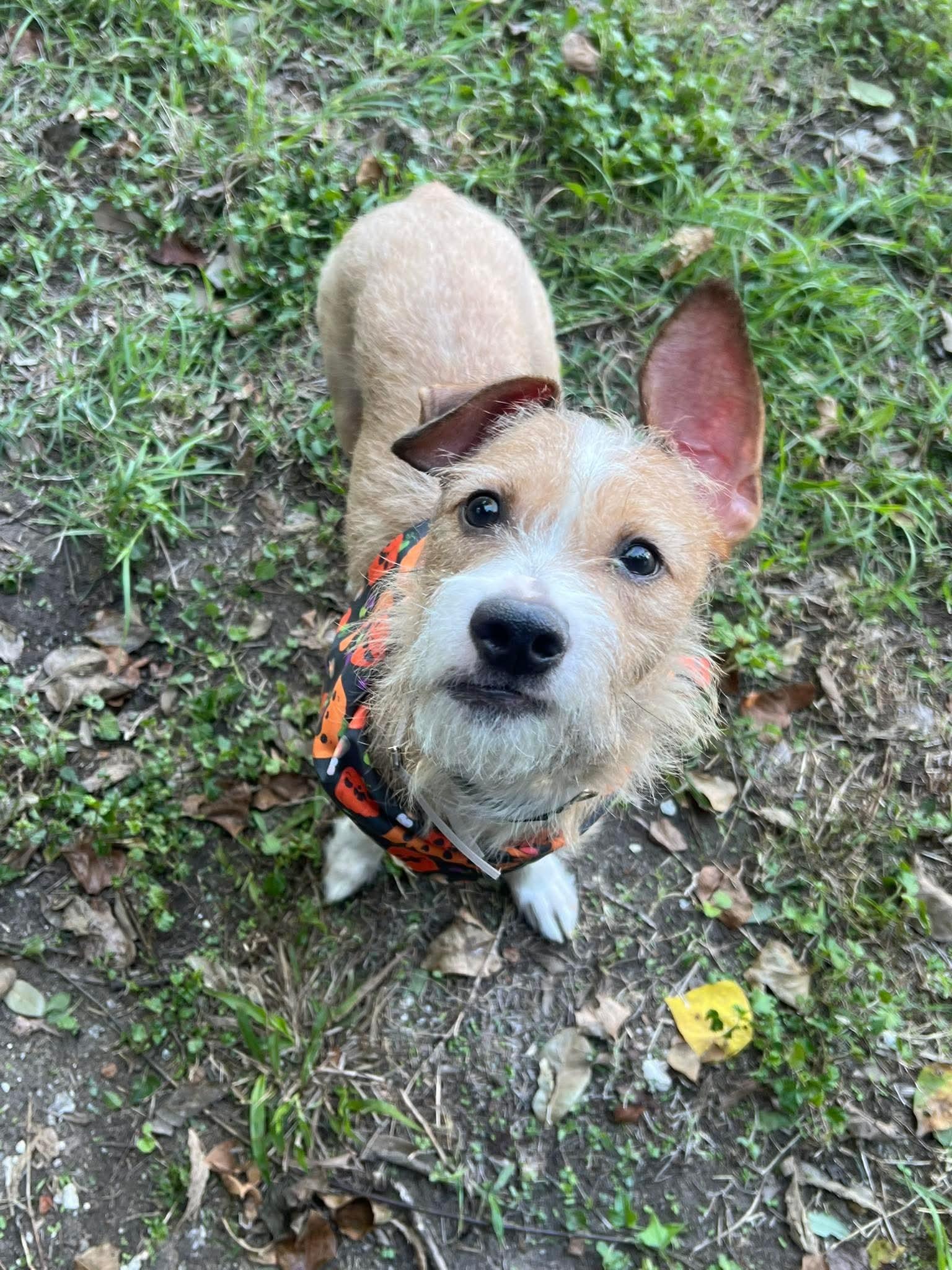 Boots, ADOPTABLE, Young Male Terrier.
