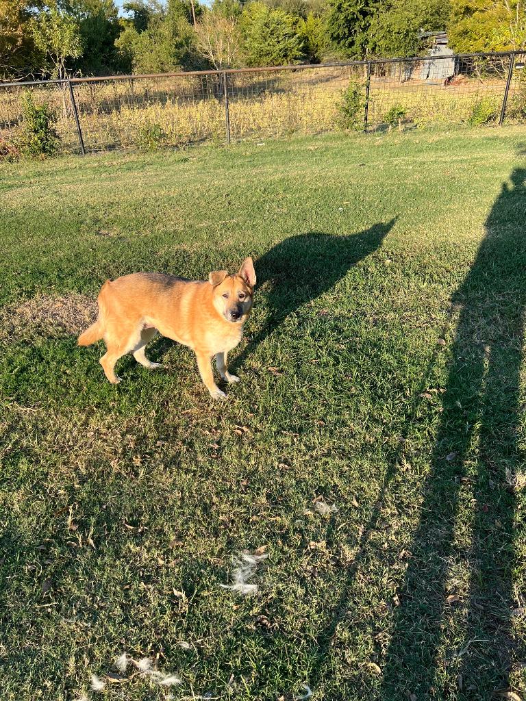 Bailey, Adoptable, Adult Female German Shepherd Dog.