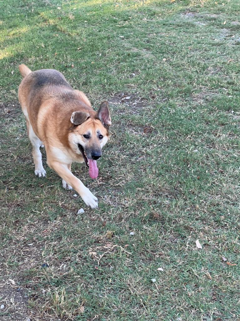 Bailey, Adoptable, Adult Female German Shepherd Dog.