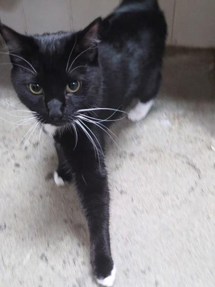 Enlarge Jacqueline, a Adoptable mixed breed in Chesapeake, VA image 1/3