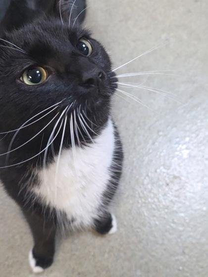 Jacqueline, Adoptable, Adult Female Domestic Medium Hair & Domestic Short Hair.