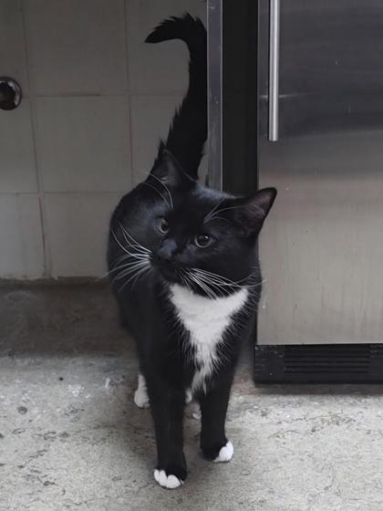 Jacqueline, Adoptable, Adult Female Domestic Medium Hair & Domestic Short Hair.