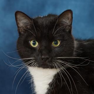 Enlarge Jacqueline, a Adoptable mixed breed in Chesapeake, VA image 3/3