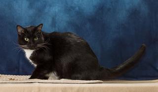 Enlarge Jacqueline, a Adoptable mixed breed in Chesapeake, VA image 3/3