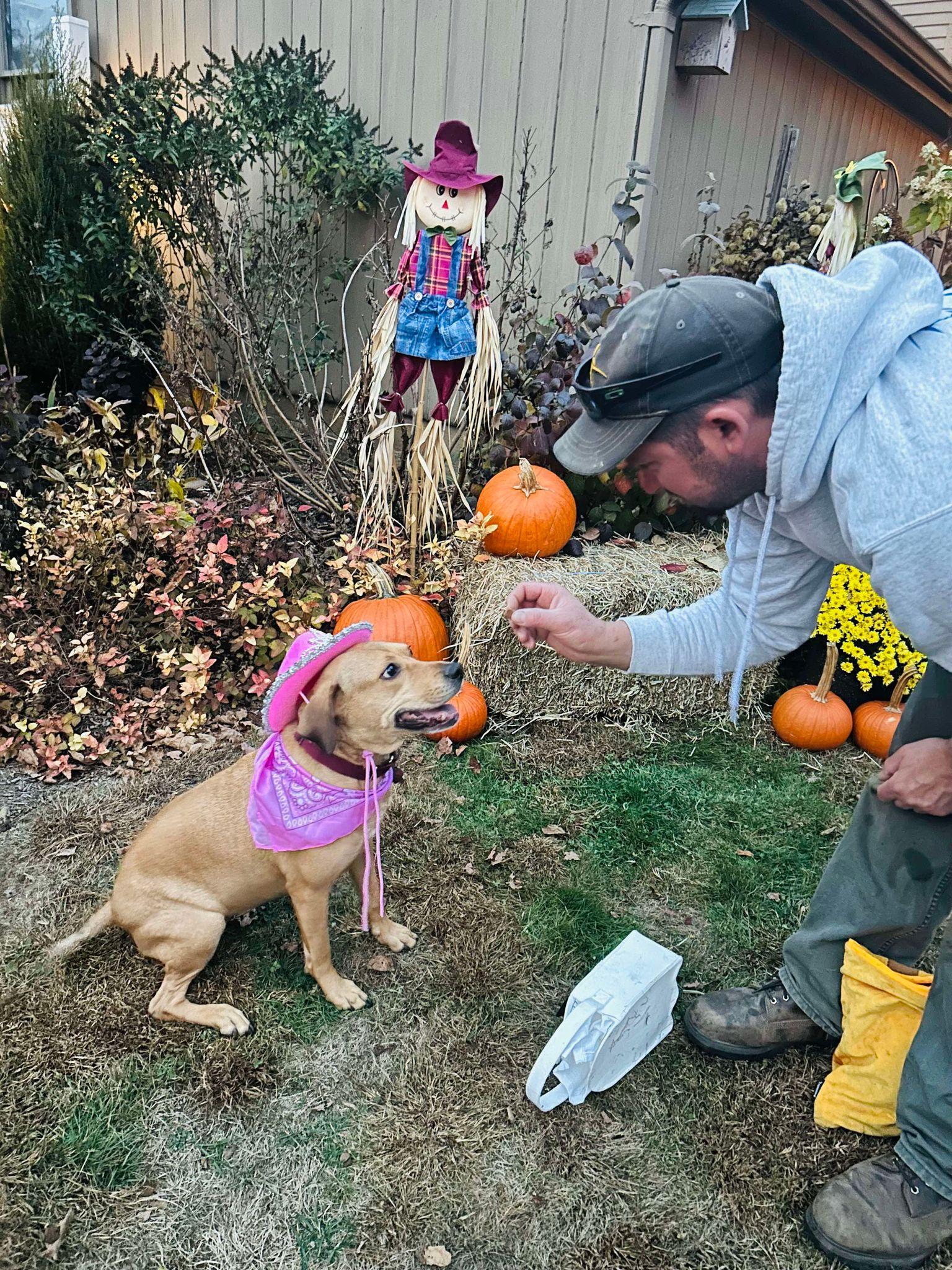 Enlarge Sandy, a Adoptable mixed breed in New Milford, CT image 2/6
