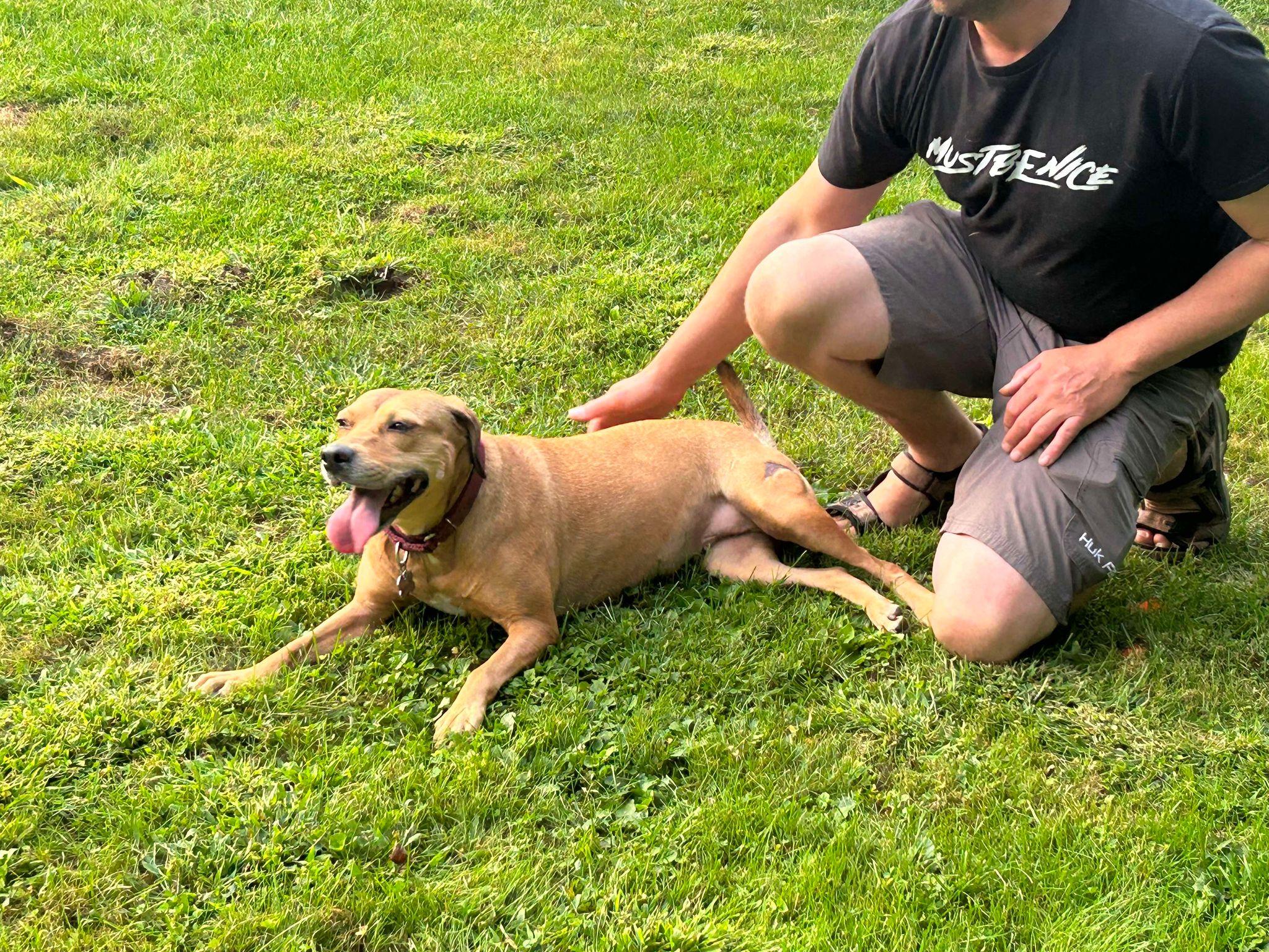 Enlarge Sandy, a Adoptable mixed breed in New Milford, CT image 6/6