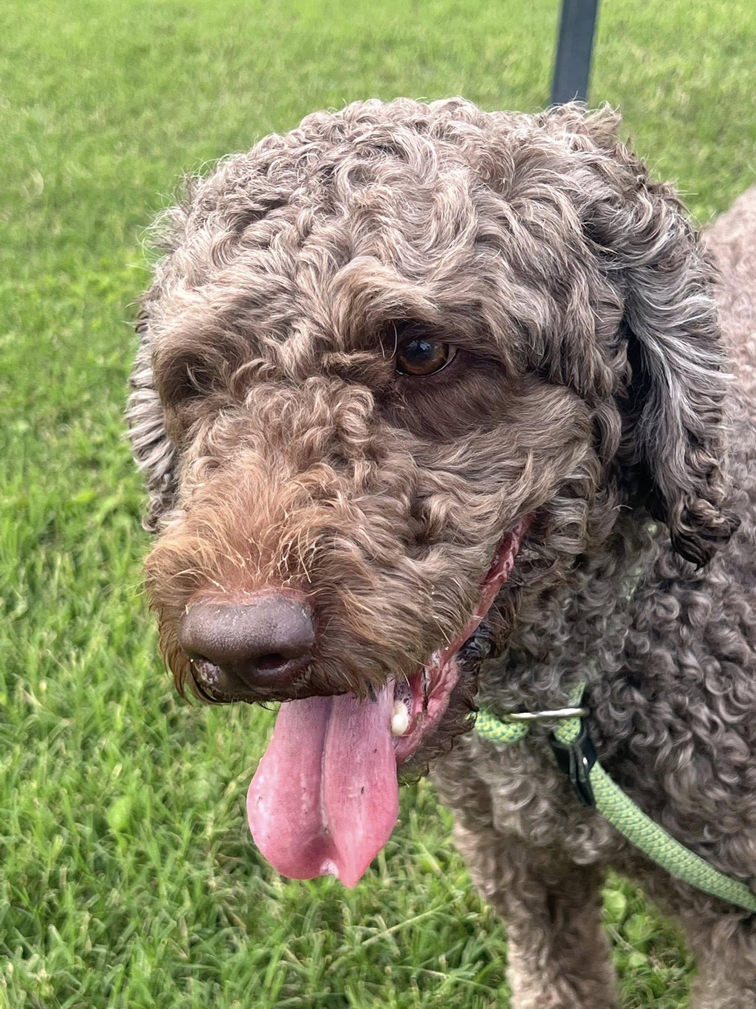 Winston, a ADOPTABLE Spanish Water Dog in Temple, TX image 2/2