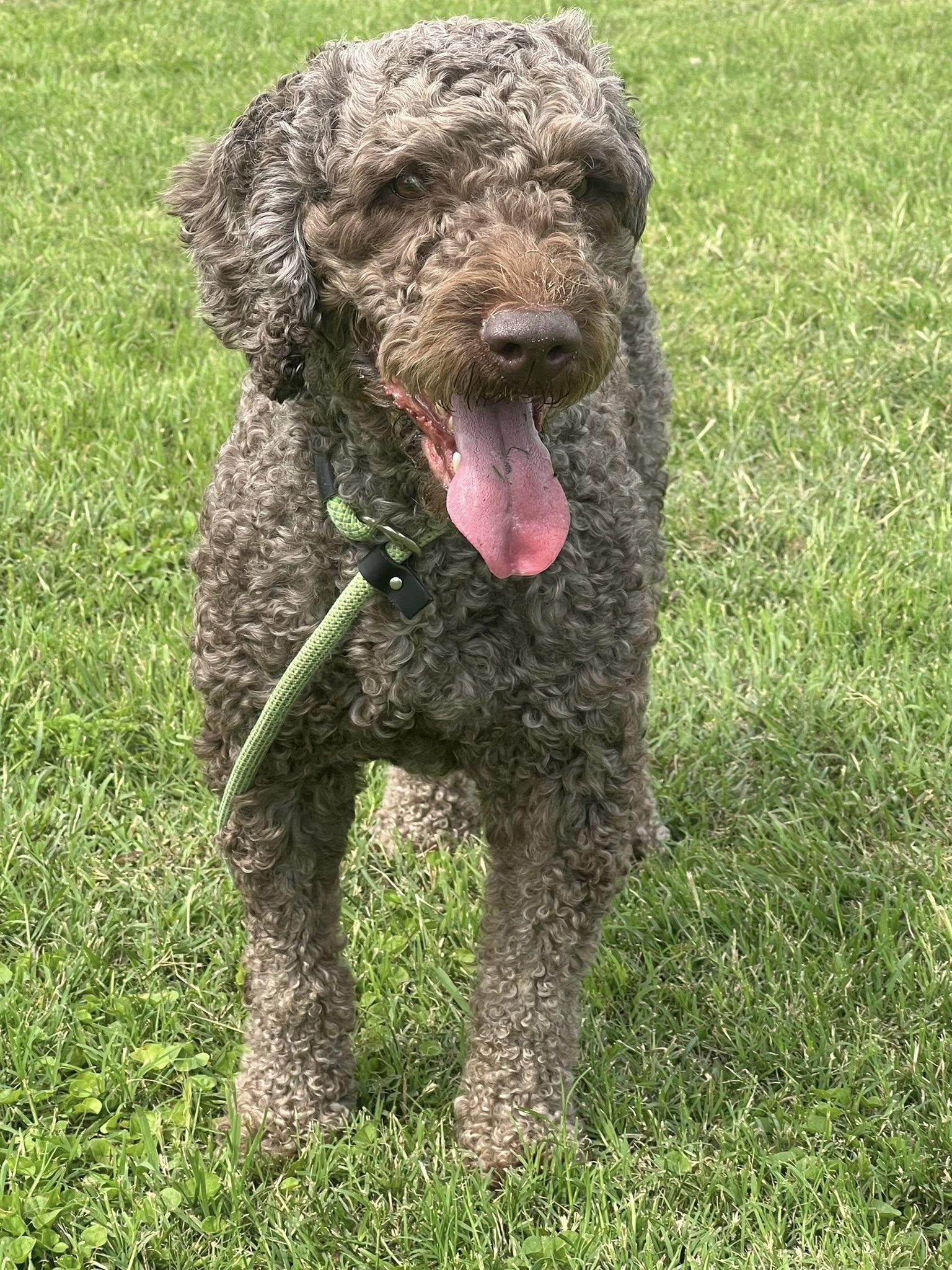 Winston, ADOPTABLE, Adult Male Spanish Water Dog.
