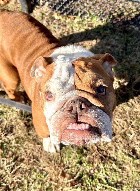 ANGEL, Adoptable, Adult Female English Bulldog.