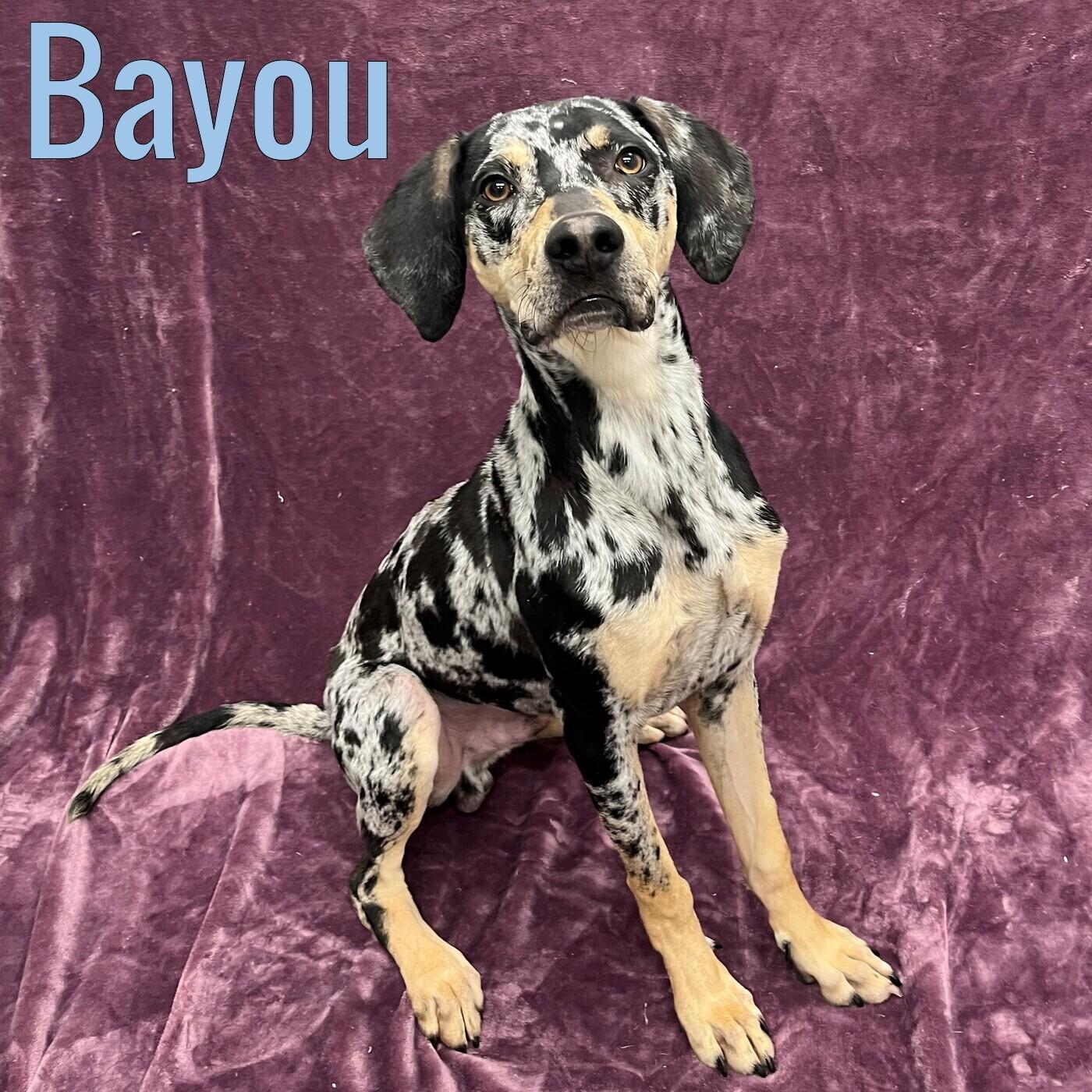 Enlarge Bayou, an adopted mixed breed in Pleasantville, NJ image 1/1