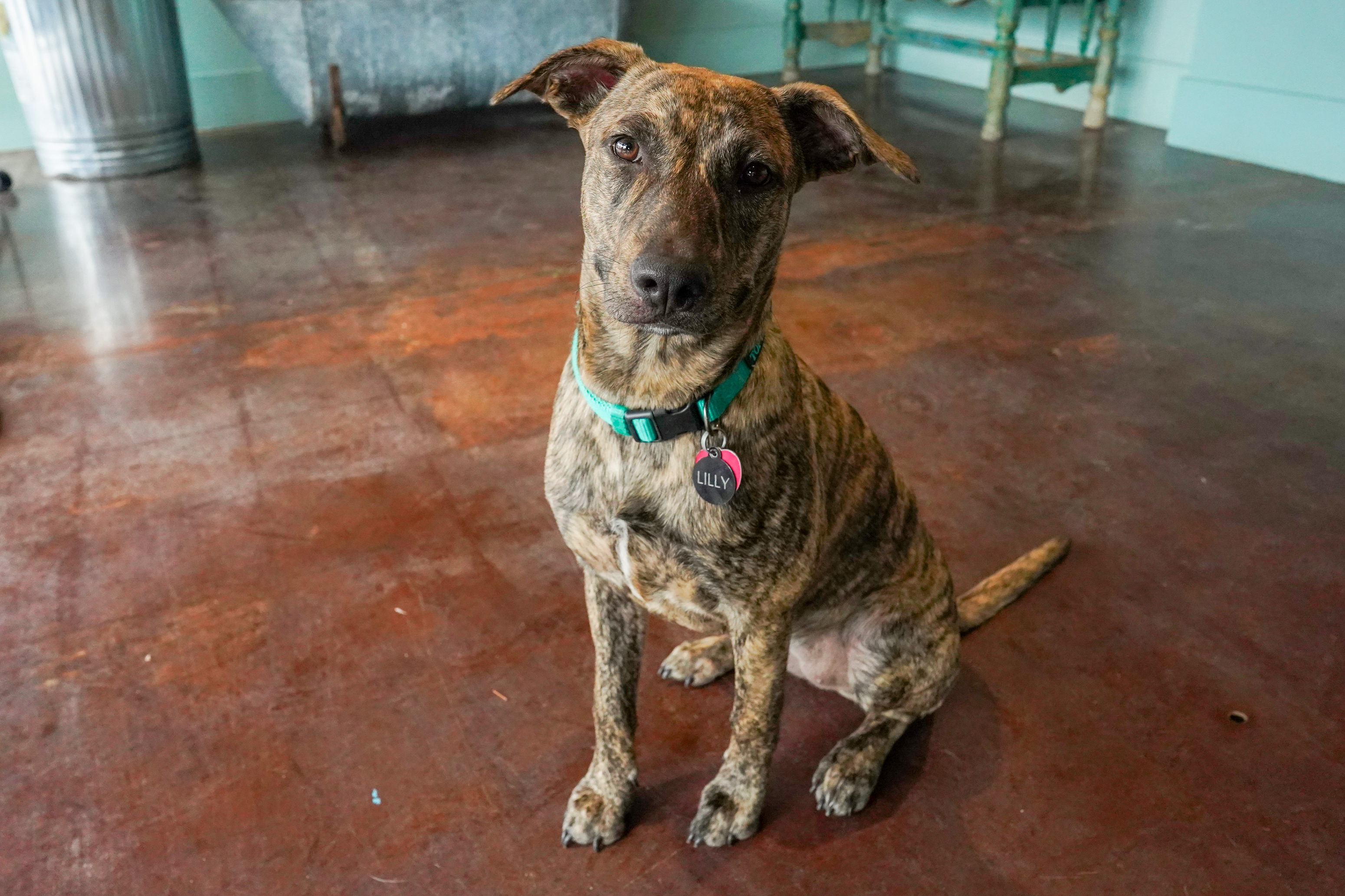 Dog for adoption Lily, a Catahoula Leopard Dog in San Antonio, TX