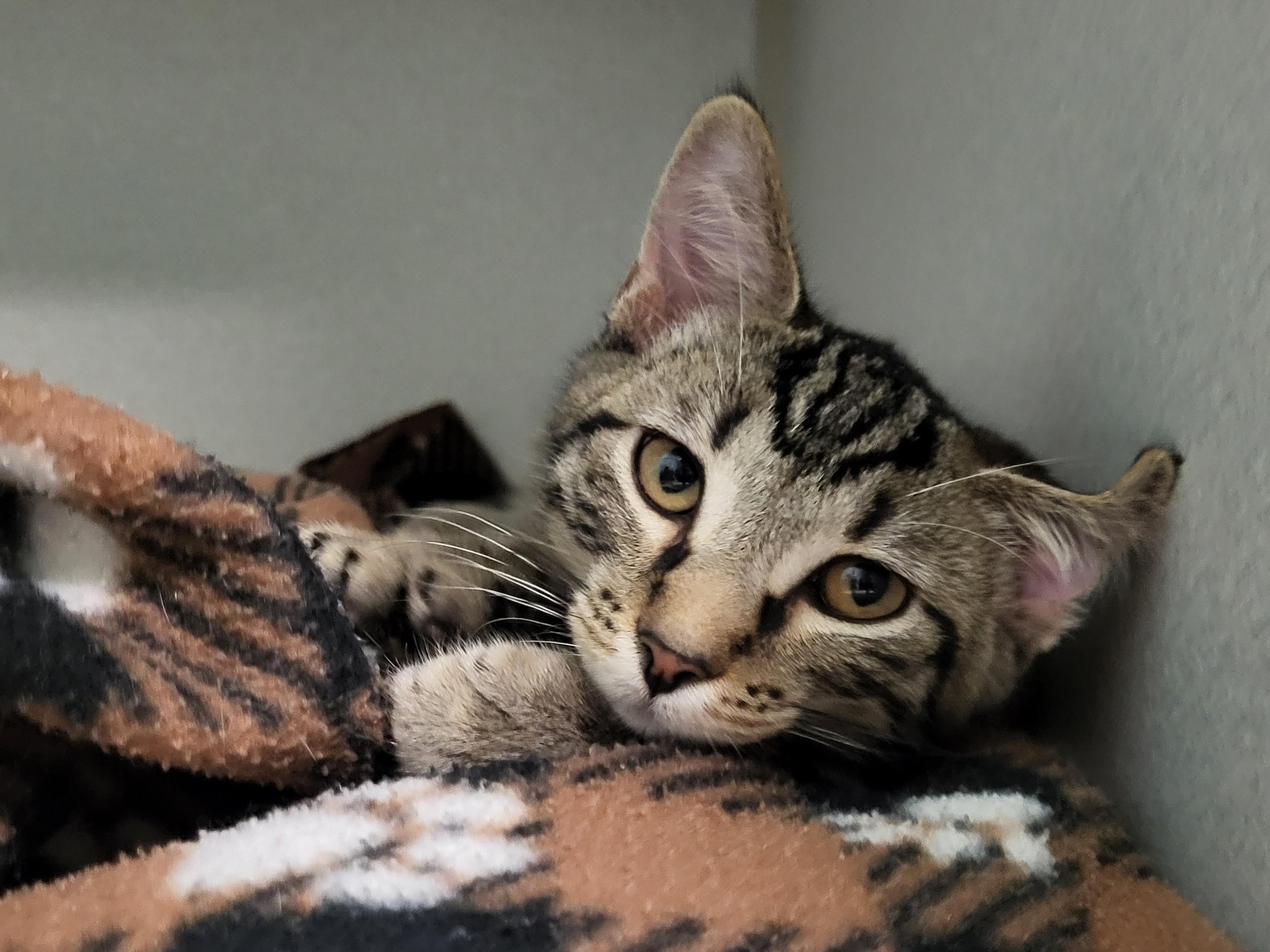 Odyssey, Young Male Domestic Short Hair
