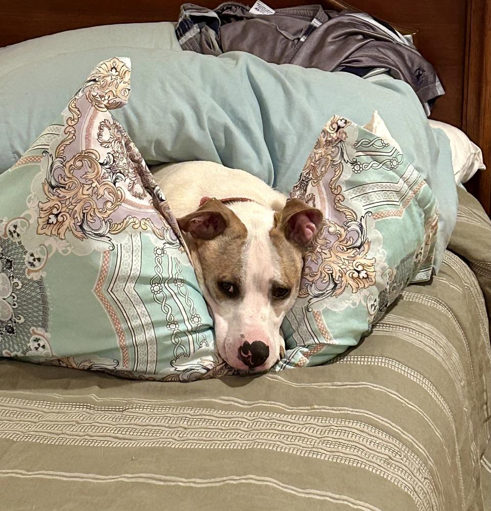 Eli, Adoptable, Young Male Jack Russell Terrier & Pit Bull Terrier.