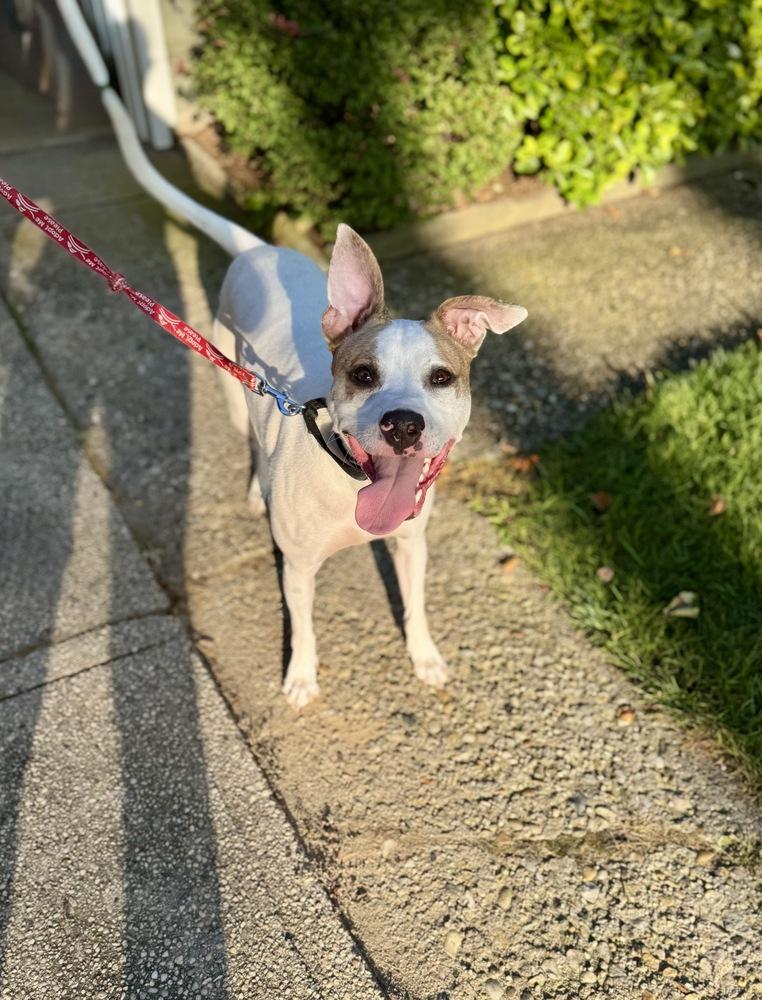 Eli, a Adoptable mixed breed in Greenlawn, NY image 2/6