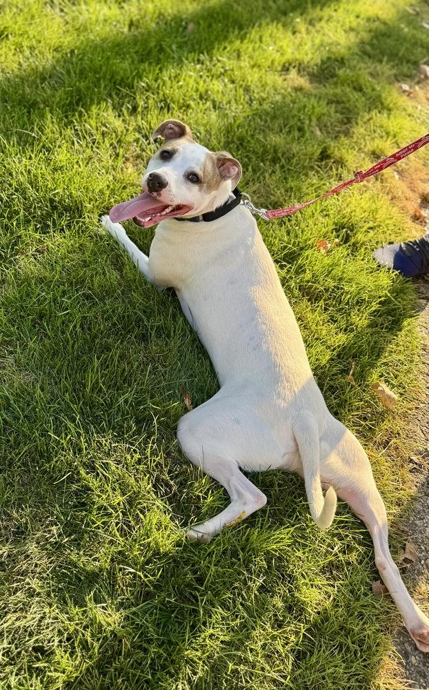 Eli, a Adoptable mixed breed in Greenlawn, NY image 3/6