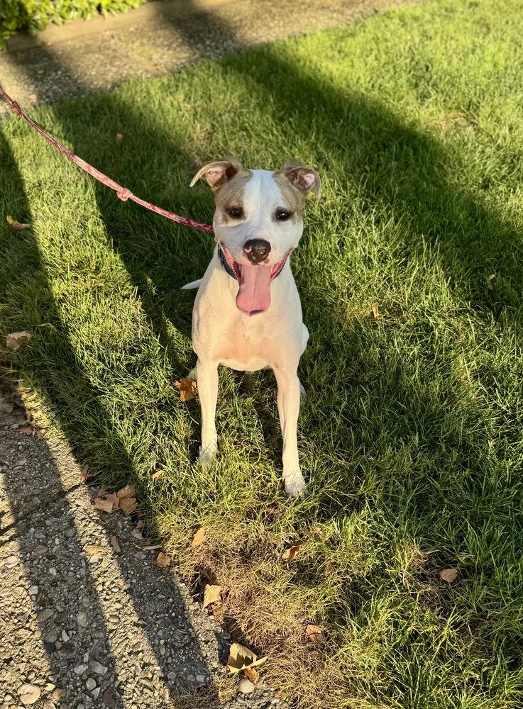 Eli, a Adoptable mixed breed in Greenlawn, NY image 4/6