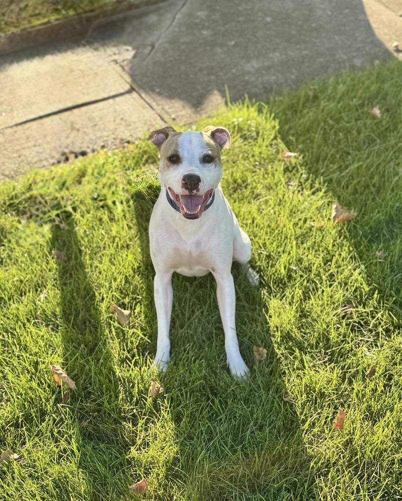 Eli, a Adoptable mixed breed in Greenlawn, NY image 5/6