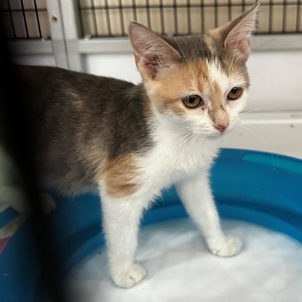 Enlarge Daffodil, a Adoptable Domestic Short Hair in Monticello, IL image 1/1