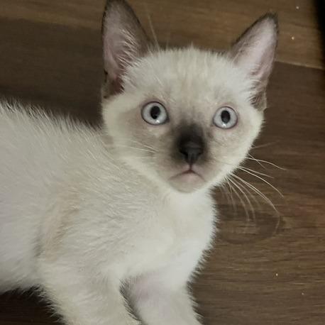 Enlarge Pancake, a Adoptable Domestic Short Hair in Ventura, CA image 1/3