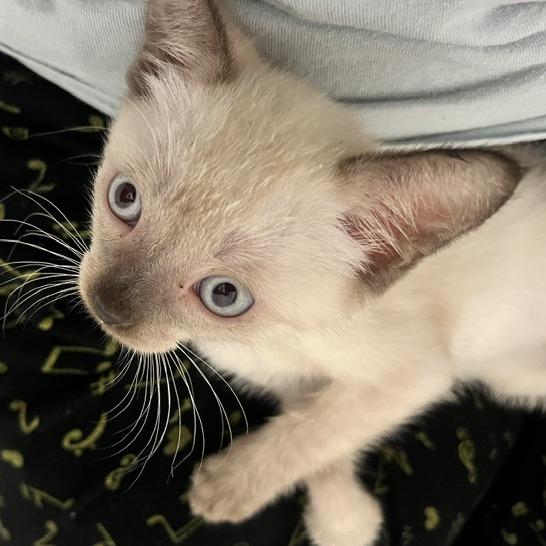 Enlarge Pancake, a Adoptable Domestic Short Hair in Ventura, CA image 2/3