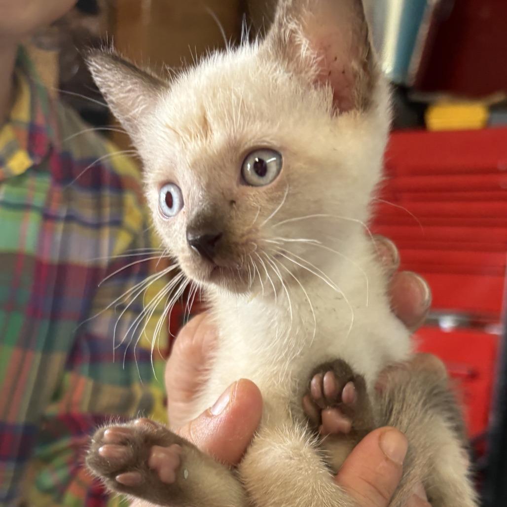 Enlarge Pancake, a Adoptable Domestic Short Hair in Ventura, CA image 3/3