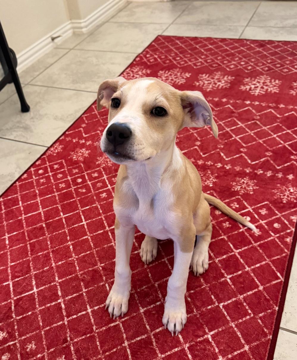 Enlarge Theo, an adopted mixed breed in Richmond, TX image 1/6