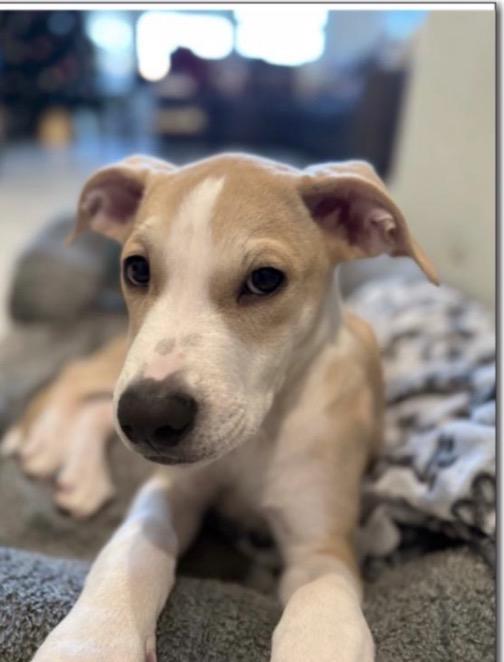 Enlarge Theo, an adopted mixed breed in Richmond, TX image 3/6