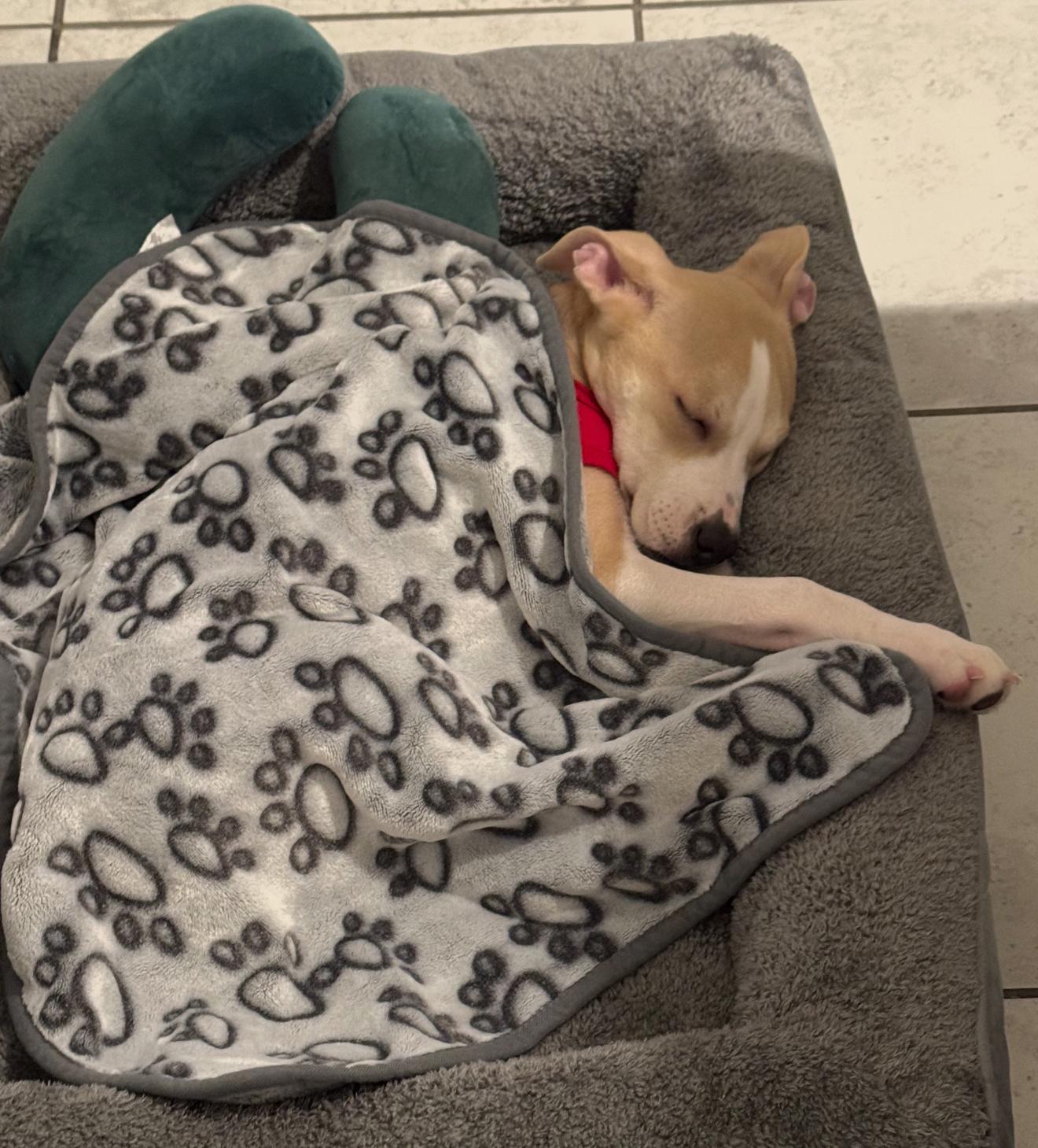 Enlarge Theo, an adopted mixed breed in Richmond, TX image 5/6