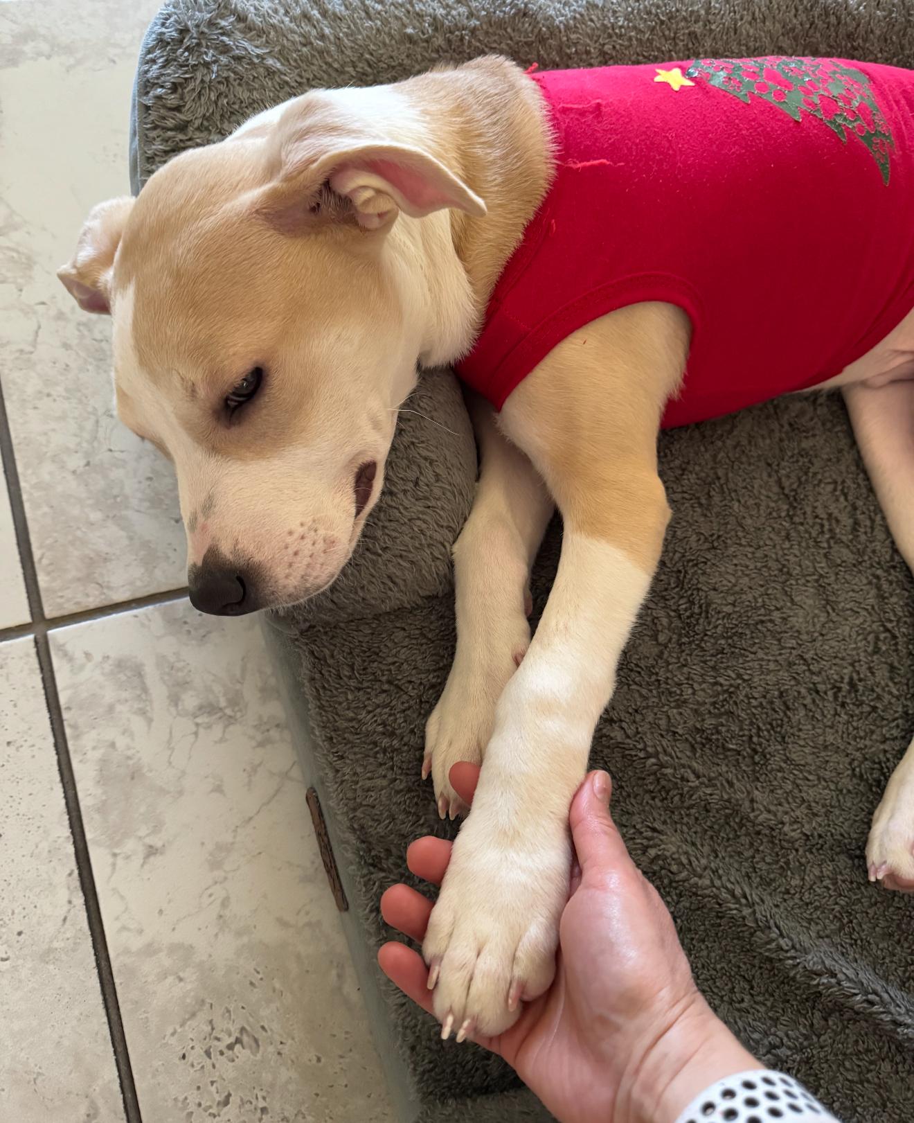 Enlarge Theo, an adopted mixed breed in Richmond, TX image 2/6