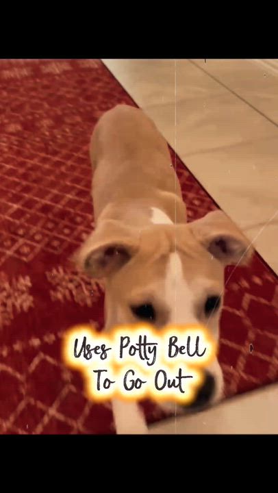 Enlarge Theo, an adopted mixed breed in Richmond, TX video 6/6