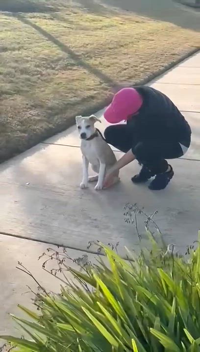 Enlarge Theo, an adopted mixed breed in Richmond, TX video 4/6