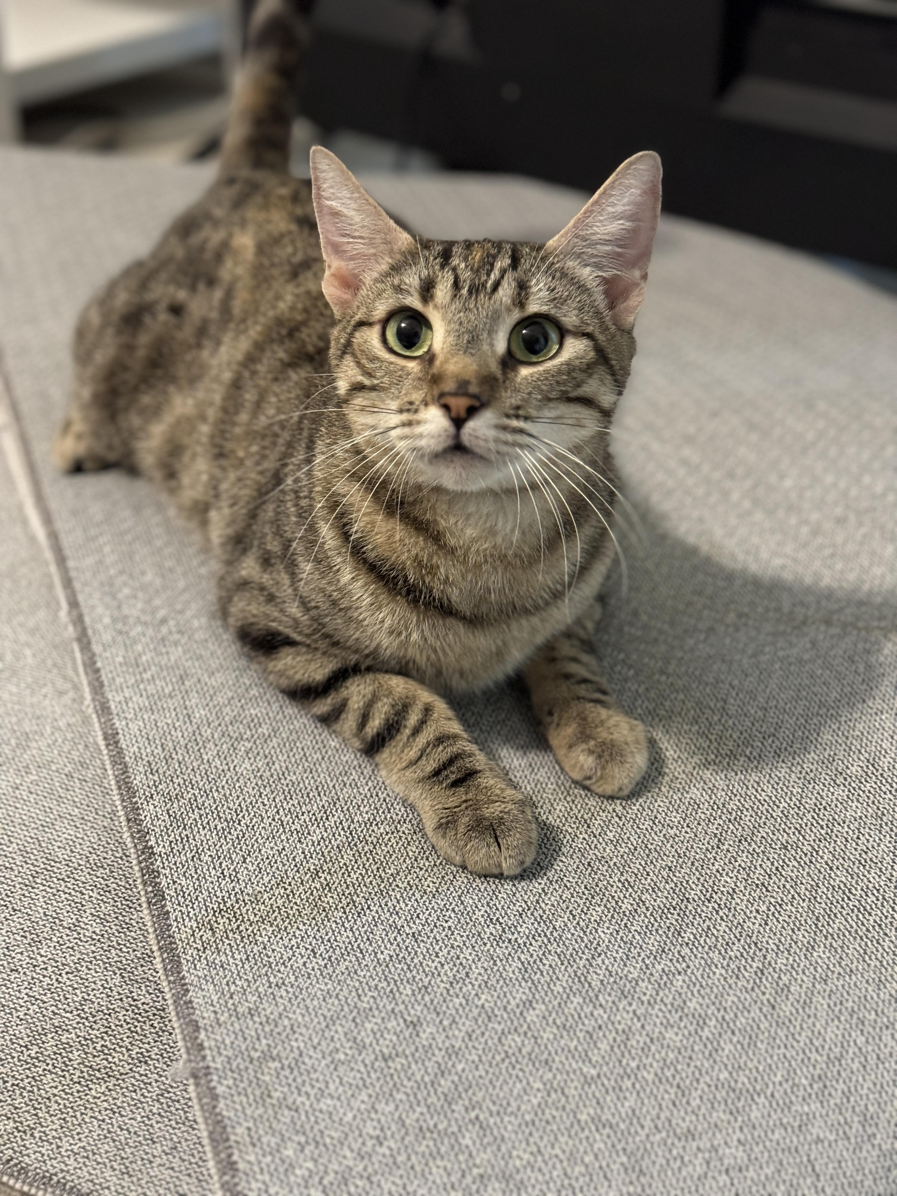 Clover, ADOPTABLE, Young Female Domestic Short Hair.