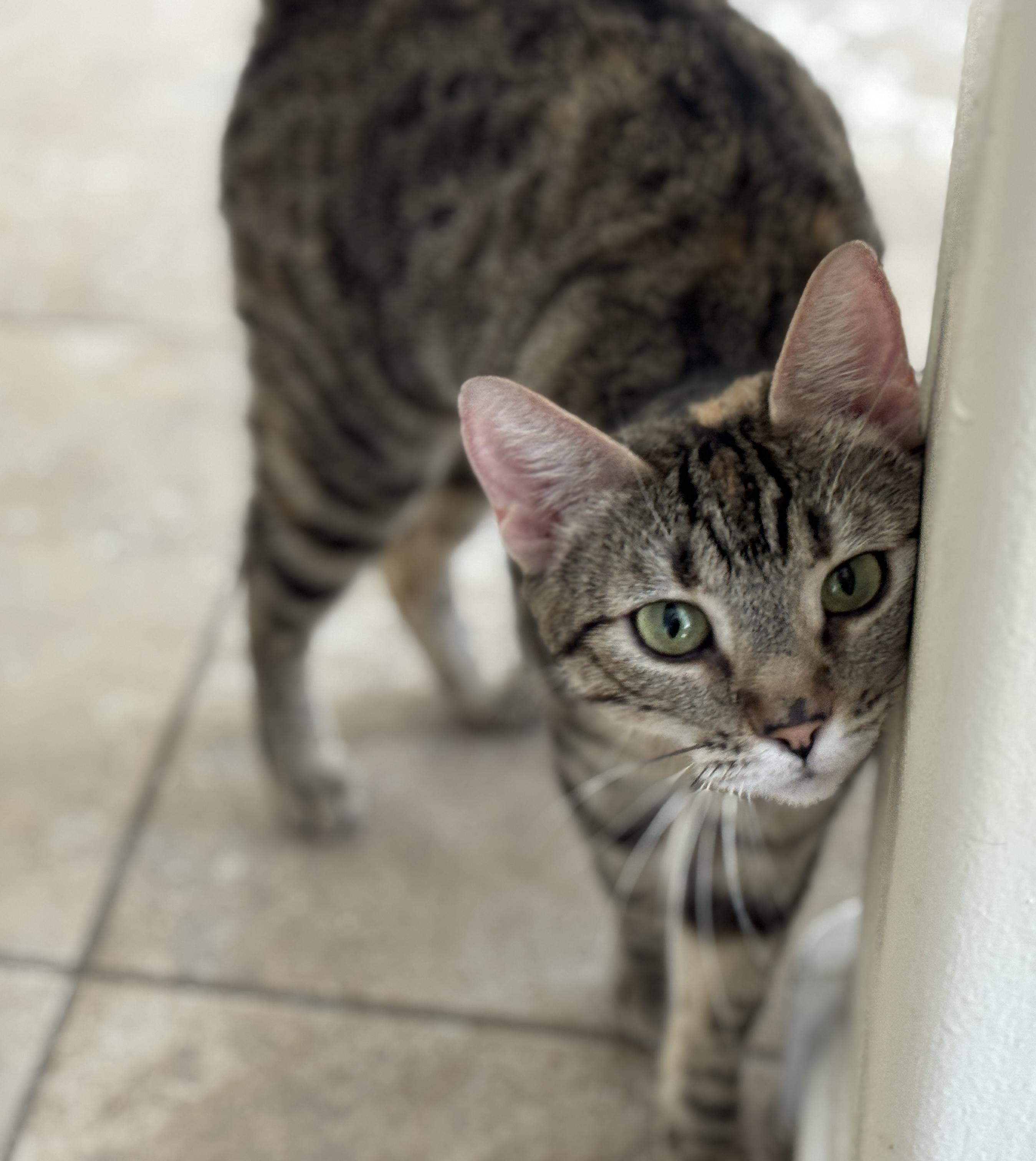 Clover, a ADOPTABLE mixed breed in Youngtown, AZ image 3/3