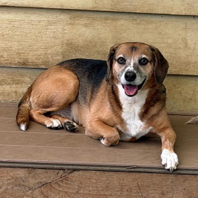 Bella & Lola, a Adoptable mixed breed in London, OH image 3/6