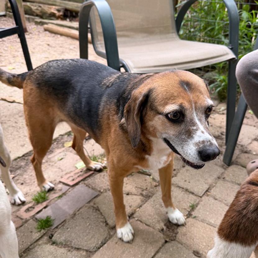 Bella & Lola, a Adoptable mixed breed in London, OH image 2/6