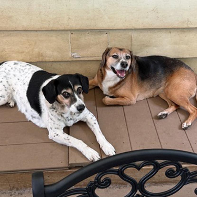 Bella & Lola, a Adoptable mixed breed in London, OH image 6/6