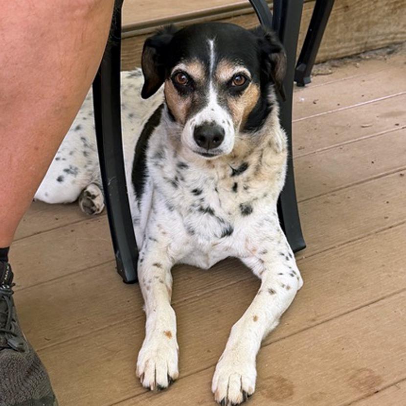 Bella & Lola, a Adoptable mixed breed in London, OH image 4/6
