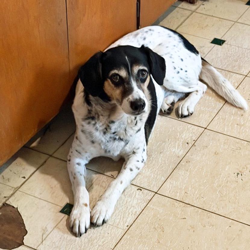 Bella & Lola, a Adoptable mixed breed in London, OH image 5/6