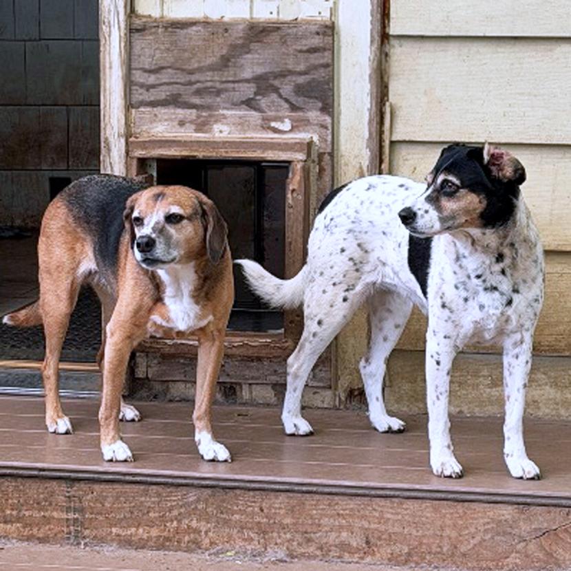 Bella & Lola, a Adoptable mixed breed in London, OH image 1/6